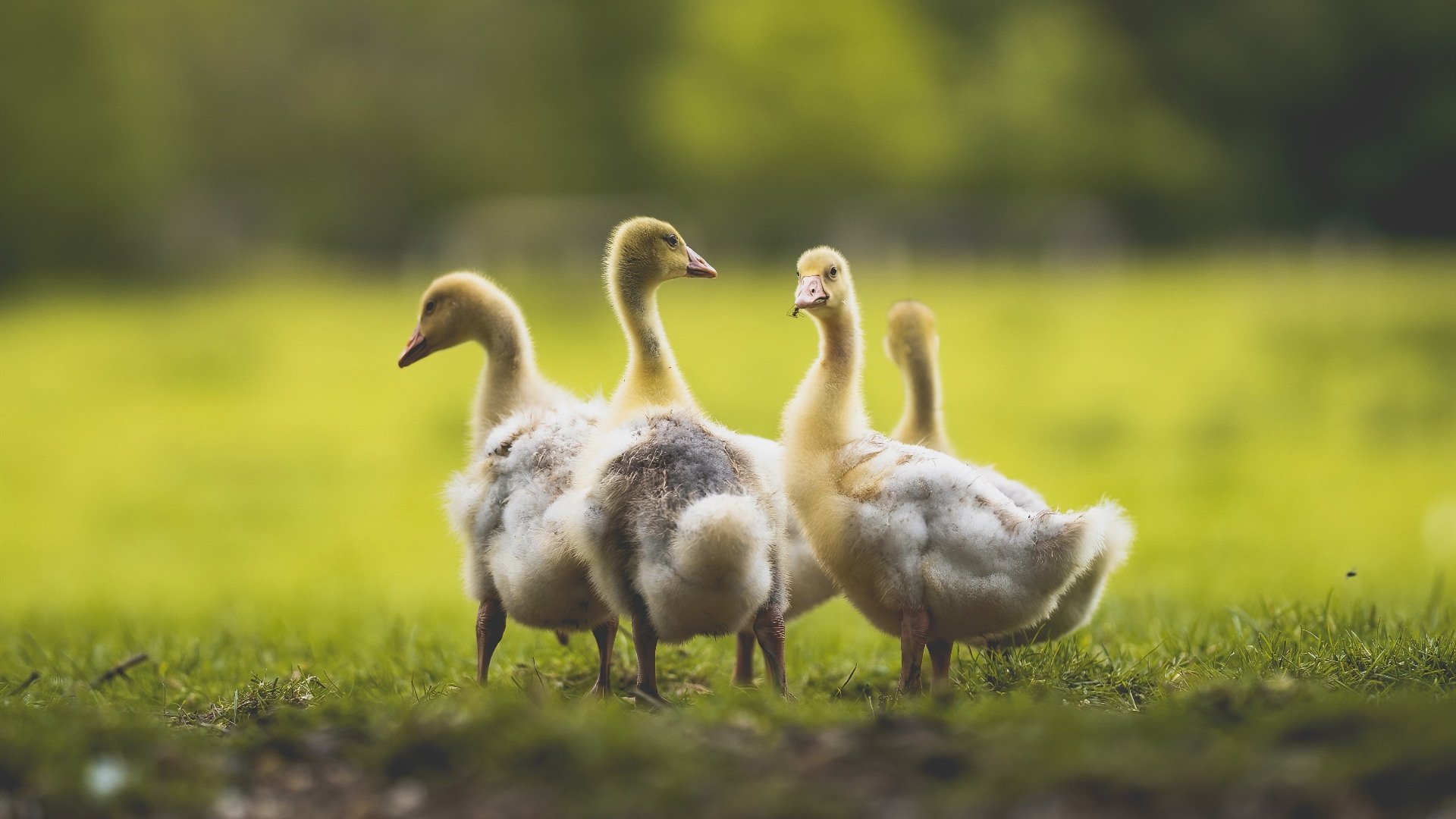 瑞典队未来：加强训练设施与技术提升，瑞典队员名单