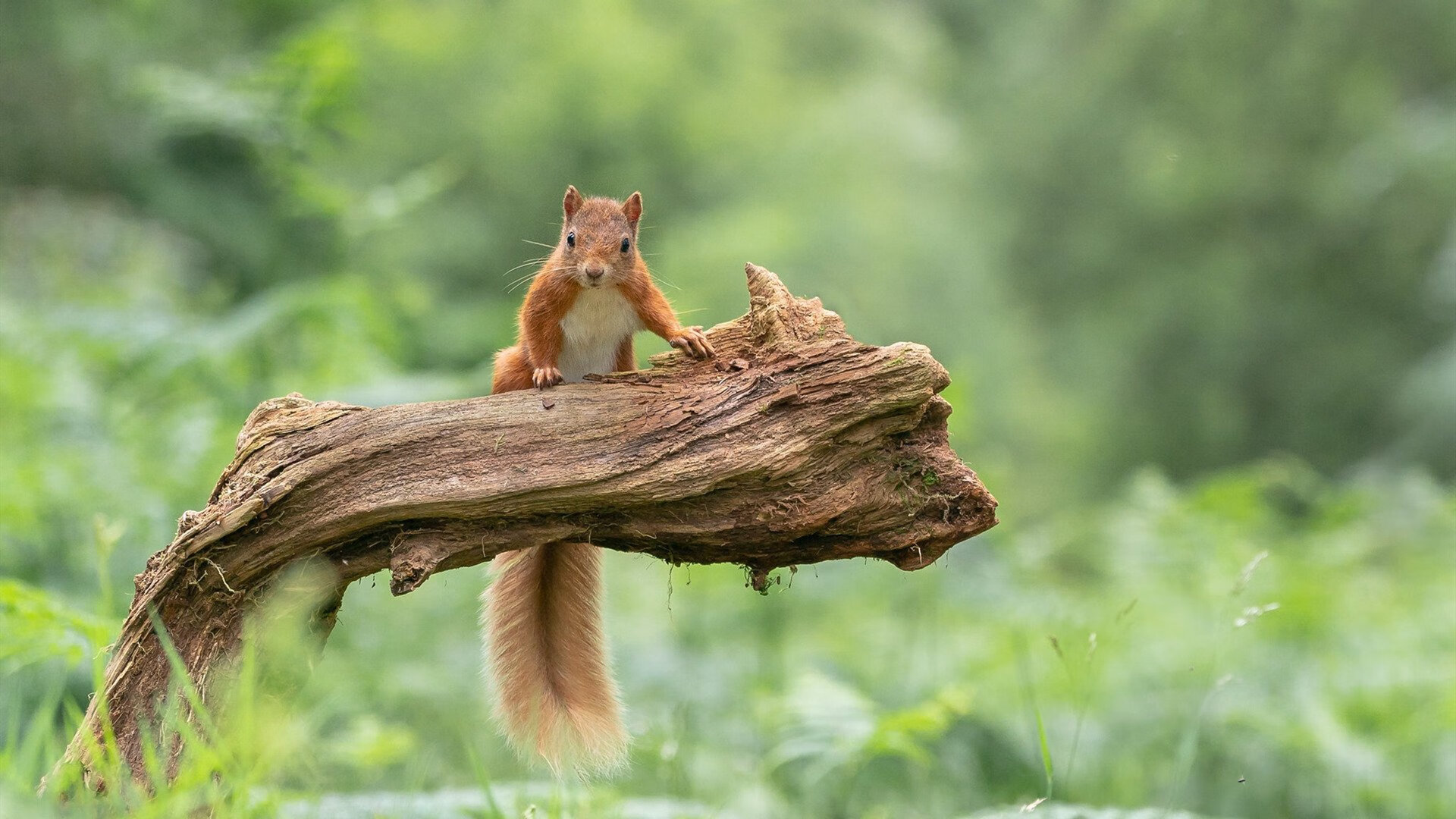 瑞典队未来：加强训练设施与技术提升，瑞典队员名单