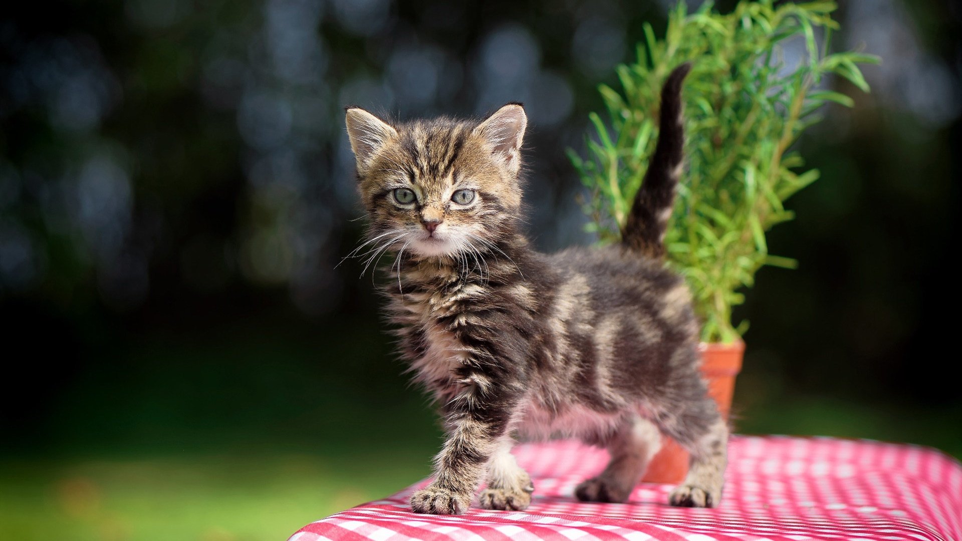 意甲攻守兼备:激情与战术的完美碰撞!,意甲img