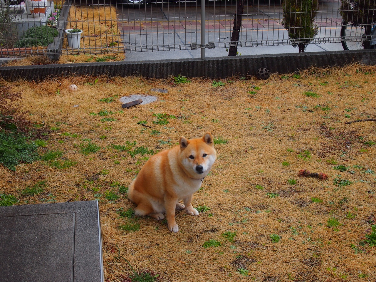 乐鱼体育网页登录-澳大利亚袋鼠队的后卫线防守，为团队带来坚实屏障，袋鼠袭击澳大利亚