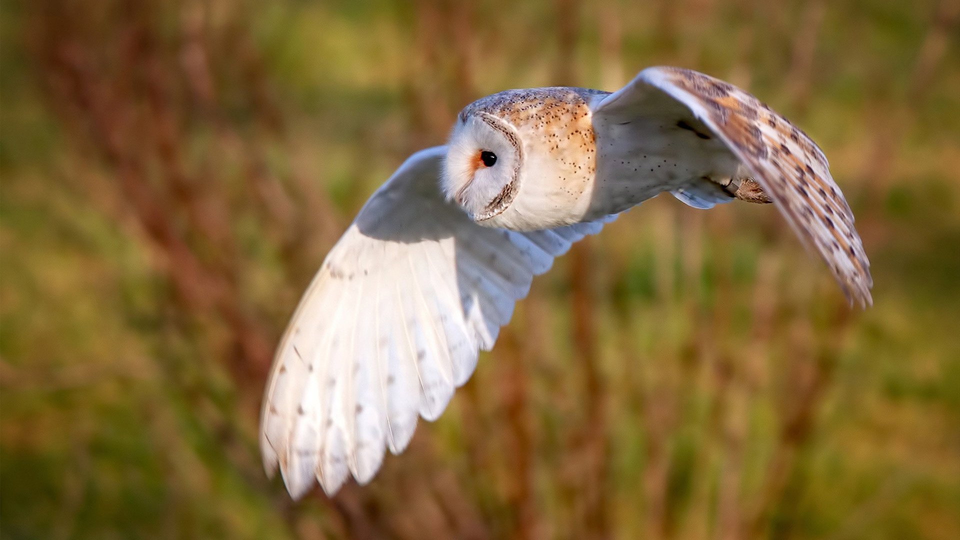 乐鱼体育下载入口-科贝特精准配速助力夺冠，科特贝德北京公司怎么样